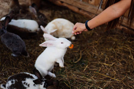 Woman hand feed close up gray-brown baby rabbits of 3 months of ageの写真素材