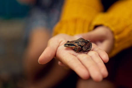 An image of a small brown frog sitting on a hand.の写真素材