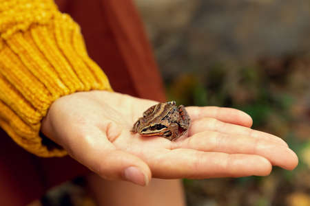 An image of a small brown frog sitting on a hand.
