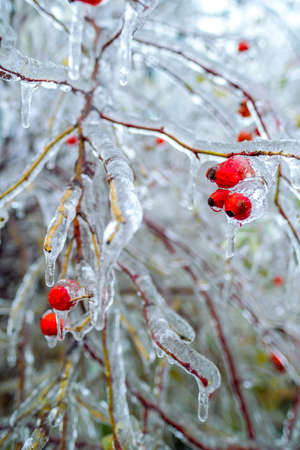 Winter mood. Berry in ice. Natural freezing rain. Heavy freezing rain. ice cover. Ice berry. Icicles on frozen berriesの写真素材