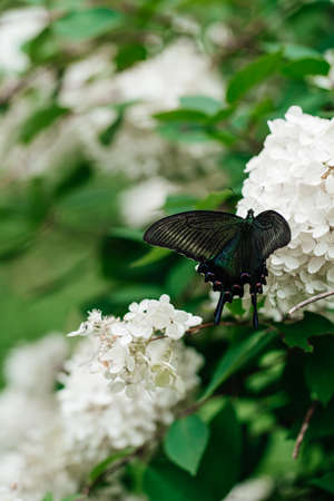 Pink hydrangea and eastern tiger swallowtail with soft backgroundの写真素材