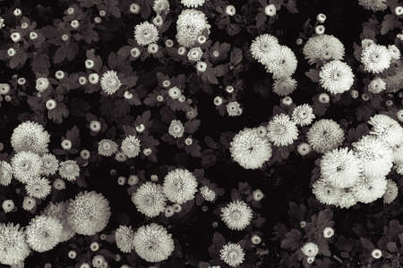 Chrysanthemum surface. Wallpaper. Black and white photo.の写真素材