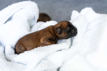 a sleeping newborn puppy of the Brussels Griffon breed of red color lies on a white background with closed eyesの写真素材