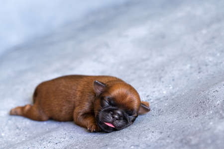 a sleeping newborn puppy of the Brussels Griffon breed of red color lies on a gray background with closed eyesの写真素材