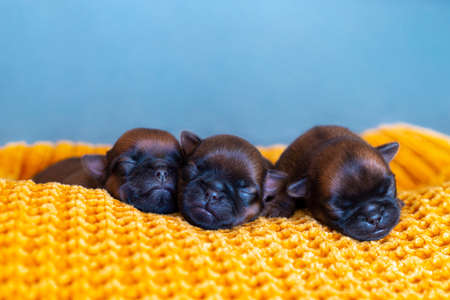 three newborn puppies brussels griffon sleeping on a blanketの写真素材