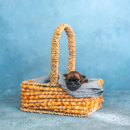 Cute puppy having a comfy sleep in a basketの写真素材