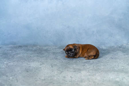 a sleeping newborn puppy of the Brussels Griffon breed of red color lies on a gray background with closed eyesの写真素材