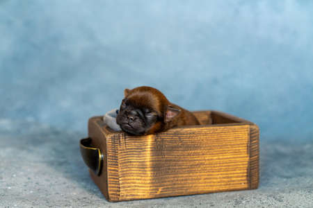 Cute brussels griffon puppy with a comfortable sleep in a crateの写真素材