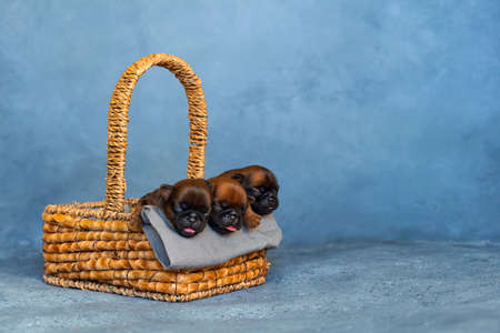 Three newborn puppies sweetly sleeping in a basketの写真素材