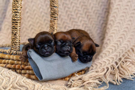 Three newborn puppies sweetly sleeping in a basket