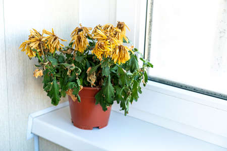 The flower fades. The houseplant has withered. Dry flower in a pot on the window, windowsill.の写真素材