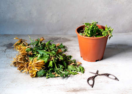 prune a dead flower in a potの写真素材