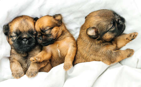 Newborn Brussels Griffon puppies sleep sweetly under a white blanketの写真素材