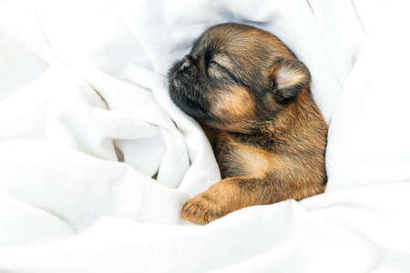 a sleeping newborn Brussels Griffon puppy of red color lies under a white blanket with closed eyesの写真素材