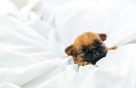 a sleeping newborn Brussels Griffon puppy of red color lies under a white blanket with closed eyesの写真素材