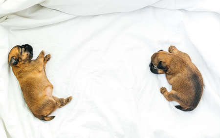 newborn puppies of breed brussels griffon red color sleeping on a white backgroundの写真素材
