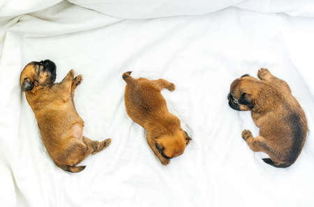 newborn puppies of breed brussels griffon red color sleeping on a white backgroundの写真素材