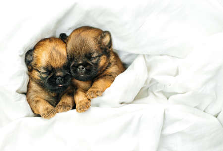 newborn puppies brussels griffon sleeping under a white blanketの写真素材