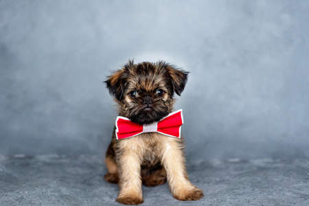 Brussels griffon puppy with a red bow tie on the neck on a gray backgroundの写真素材