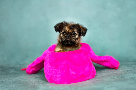 Brussels griffon puppy wearing a hat on a gray backgroundの写真素材
