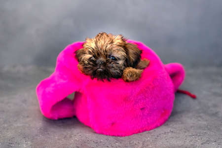 Brussels griffon puppy wearing a hat on a gray backgroundの写真素材