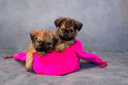 two brussels griffon puppies in a hat on a gray backgroundの写真素材