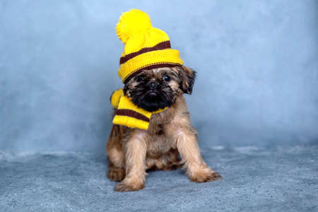 Brussels griffon puppy in a hat and scarf on a gray background. Coldlyの写真素材