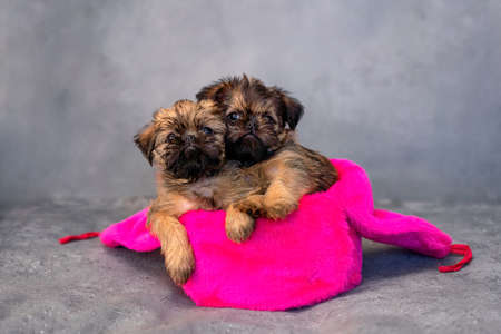 two brussels griffon puppies in a hat on a gray backgroundの写真素材