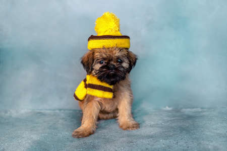 Brussels griffon puppy in a hat and scarf on a gray background. Coldlyの写真素材