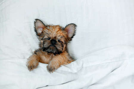 sleeping brussels griffon puppy red color lies under a white blanketの写真素材