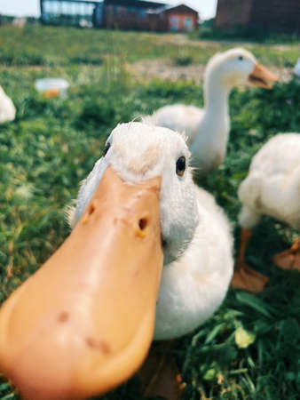 Geese on the green grass. mobile photo. high quality photoの写真素材