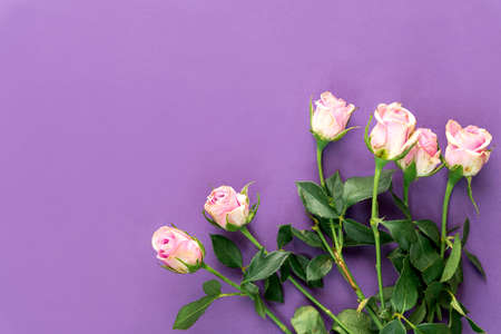beautiful bouquet of pink roses on background, copy space. high quality photoの写真素材