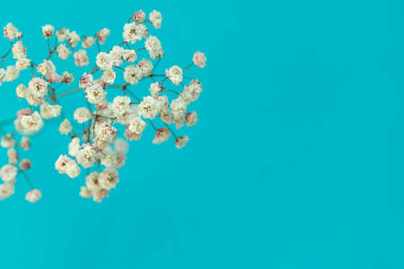 Closeup of rainbow dry pastel Gypsophila paniculata. shot in shallow depth of field. high quality...