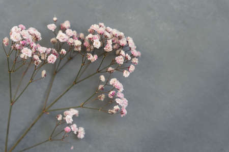 Closeup of rainbow dry pastel Gypsophila paniculata. shot in shallow depth of field. high quality photoの写真素材
