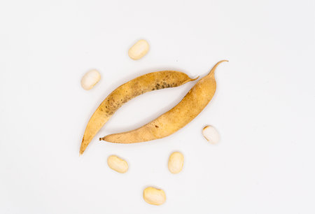 Dried beans isolated on white background. beanpods. high quality photoの写真素材