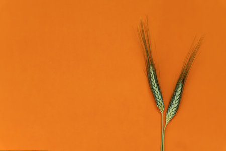 Top view of two golden ears of wheat on background. high quality photoの写真素材