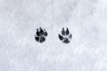 Footprints of a dog on the snow background. high quality photoの写真素材