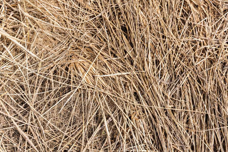 Hay texture. Bales of hay are stacked in large staffs. Harvesting in agriculture. high quality photoの写真素材