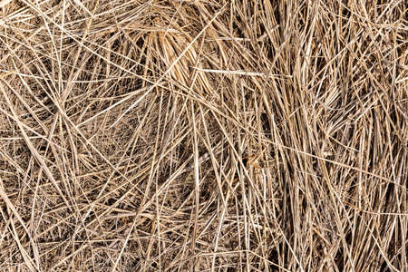Hay texture. Bales of hay are stacked in large staffs. Harvesting in agriculture. high quality photoの写真素材
