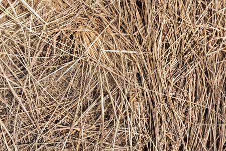 Hay texture. Bales of hay are stacked in large staffs. Harvesting in agriculture. high quality photoの写真素材