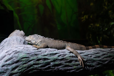 Close up of an iguana resting on a tree branch in a zoo. high quality photoの写真素材