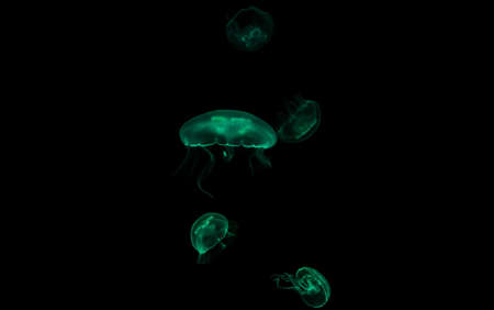 Jellyfish swim through the dark ocean. Their shapes are fascinating. Dangerous jellyfish. high quality photoの写真素材