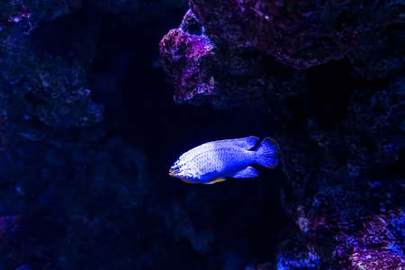 Animals of the underwater marine world. Ecosystem. Multicolored tropical fish. Life in a coral reef. high quality photoの写真素材