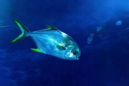 A big, beautiful fish swims in an aquarium with plants. close-up. high quality photoの写真素材