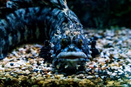 deep sea monster fish. sea monster close up. high quality photoの写真素材