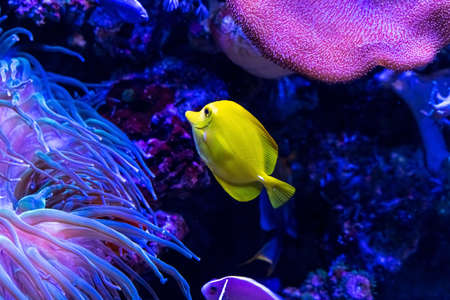 Animals of the underwater marine world. Ecosystem. Multicolored tropical fish. Life in a coral reef. high quality photoの写真素材
