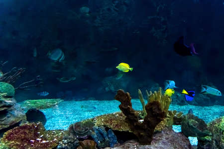 Animals of the underwater marine world. Ecosystem. Multicolored tropical fish. Life in a coral reef. high quality photoの写真素材