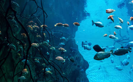 Animals of the underwater marine world. Ecosystem. Multicolored tropical fish. Life in a coral reef. high quality photoの写真素材