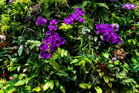 Beautiful garden with ferns and tropical plants, selective focus. high quality photoの写真素材