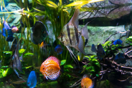 Animals of the underwater marine world. Ecosystem. Multicolored tropical fish. Life in a coral reef. high quality photoの写真素材